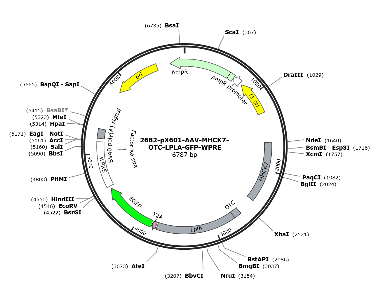 pX601-AAV-MHCK7-OTC-LPLA-GFP-WPRE载体图谱