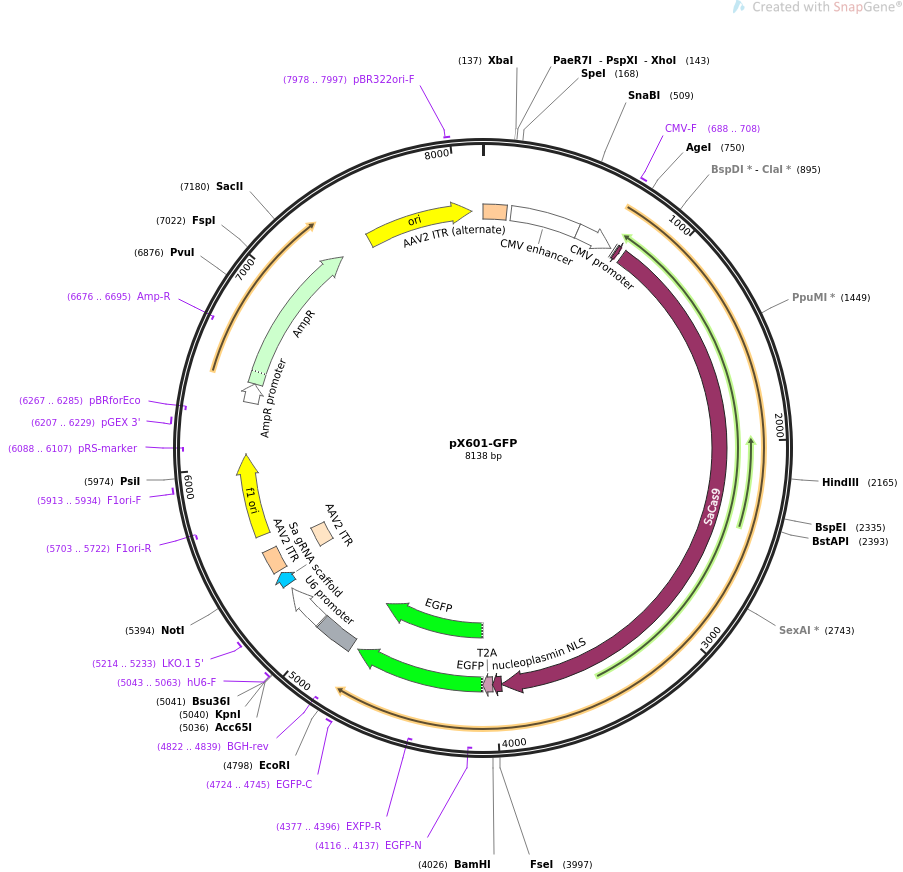 pX601-GFP载体图谱