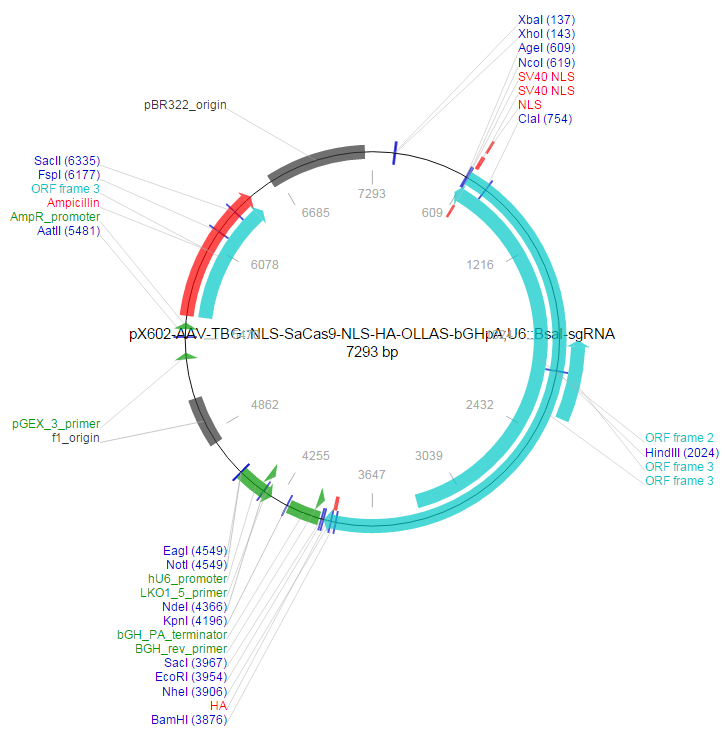 pX602-AAV-TBG::NLS-SaCas9-NLS-HA-OLLAS-bGHpA;U6::BsaI-sgRNA载体图谱