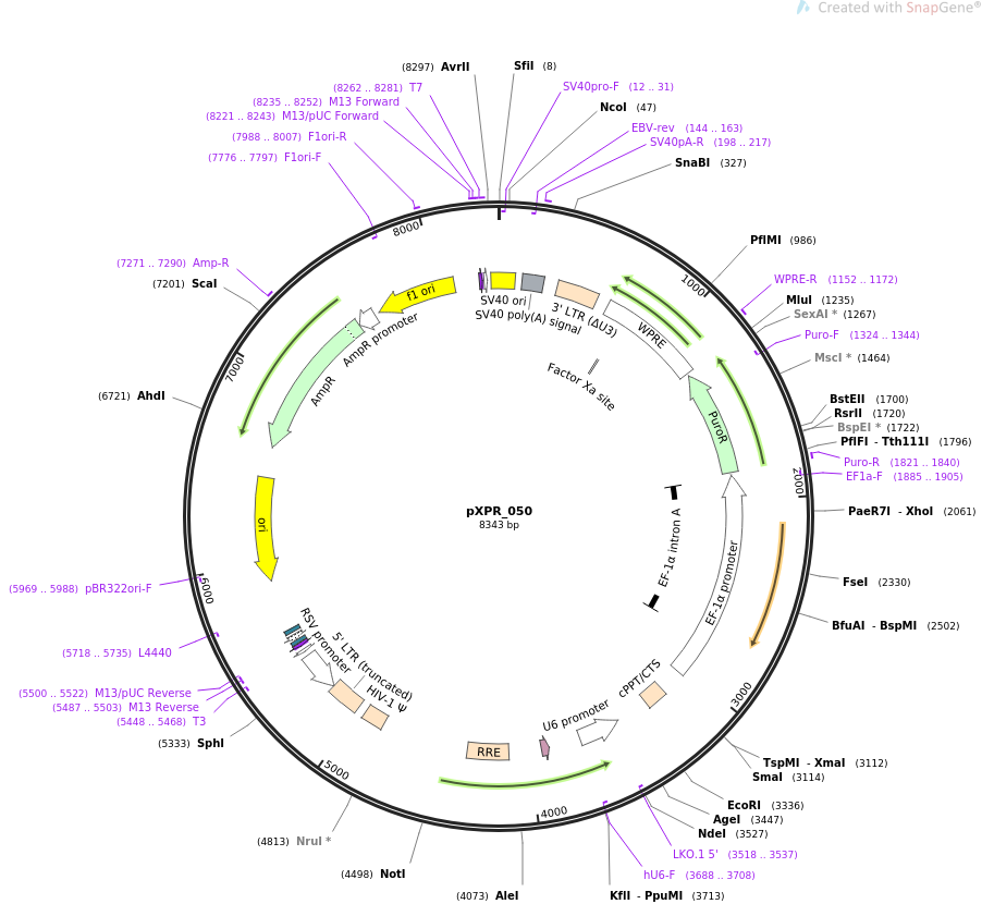 pXPR_050质粒图谱
