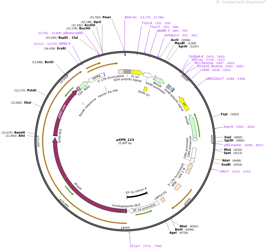 pXPR_123质粒图谱