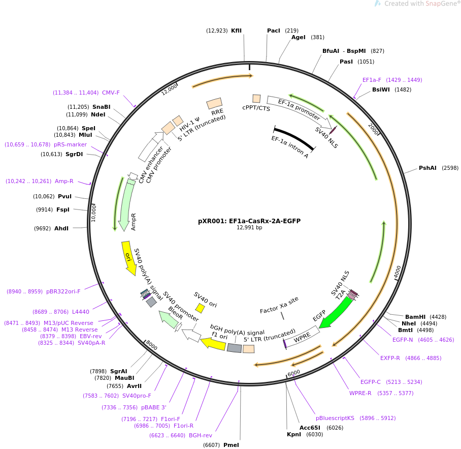 pXR001EF1a-CasRx-2A-EGFP质粒图谱