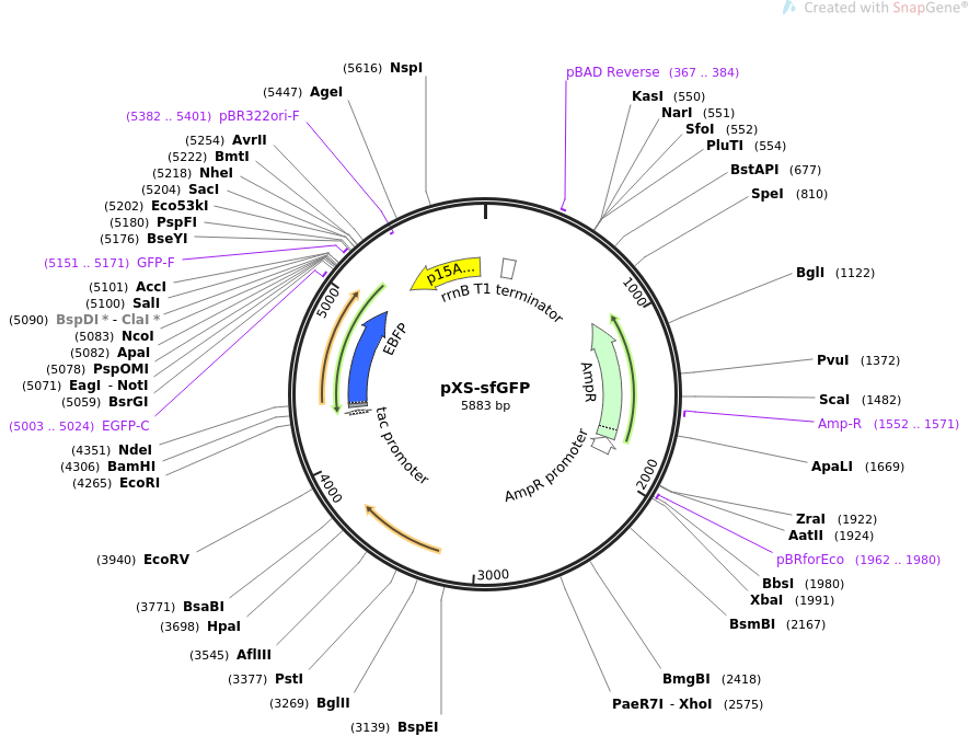 pXS-sfGFP载体图谱