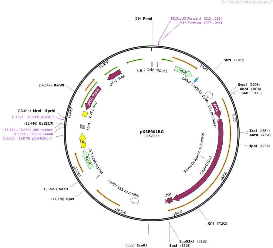 pXSE901BG载体图谱