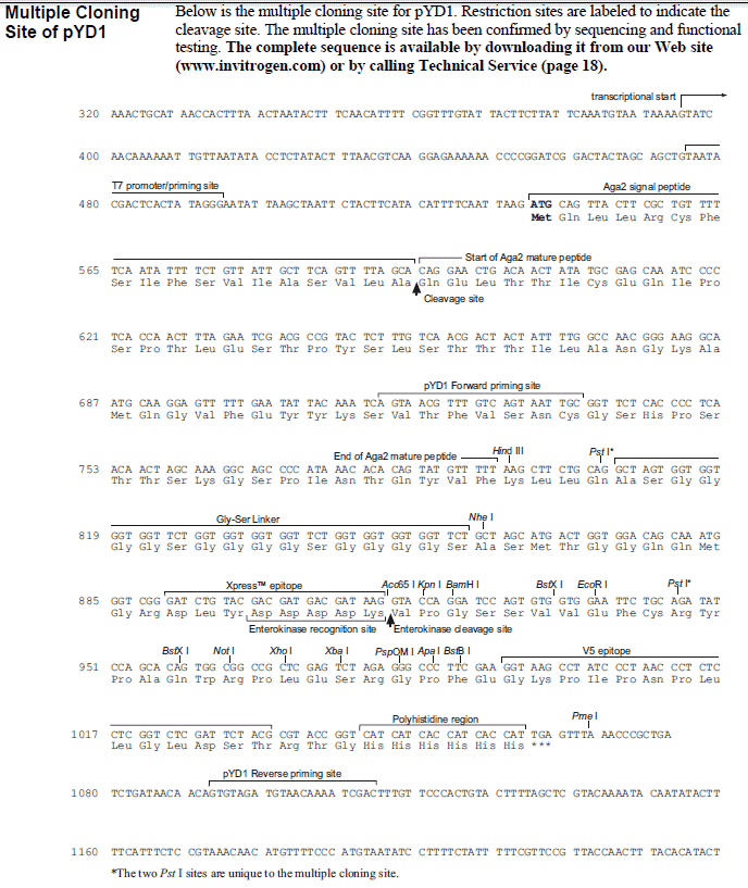 pYD1载体多克隆位点 点击看大图 pYD1载体多克隆位点