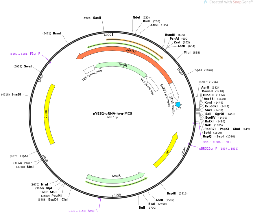 pYES2-gRNA-hyg-MCS载体图谱