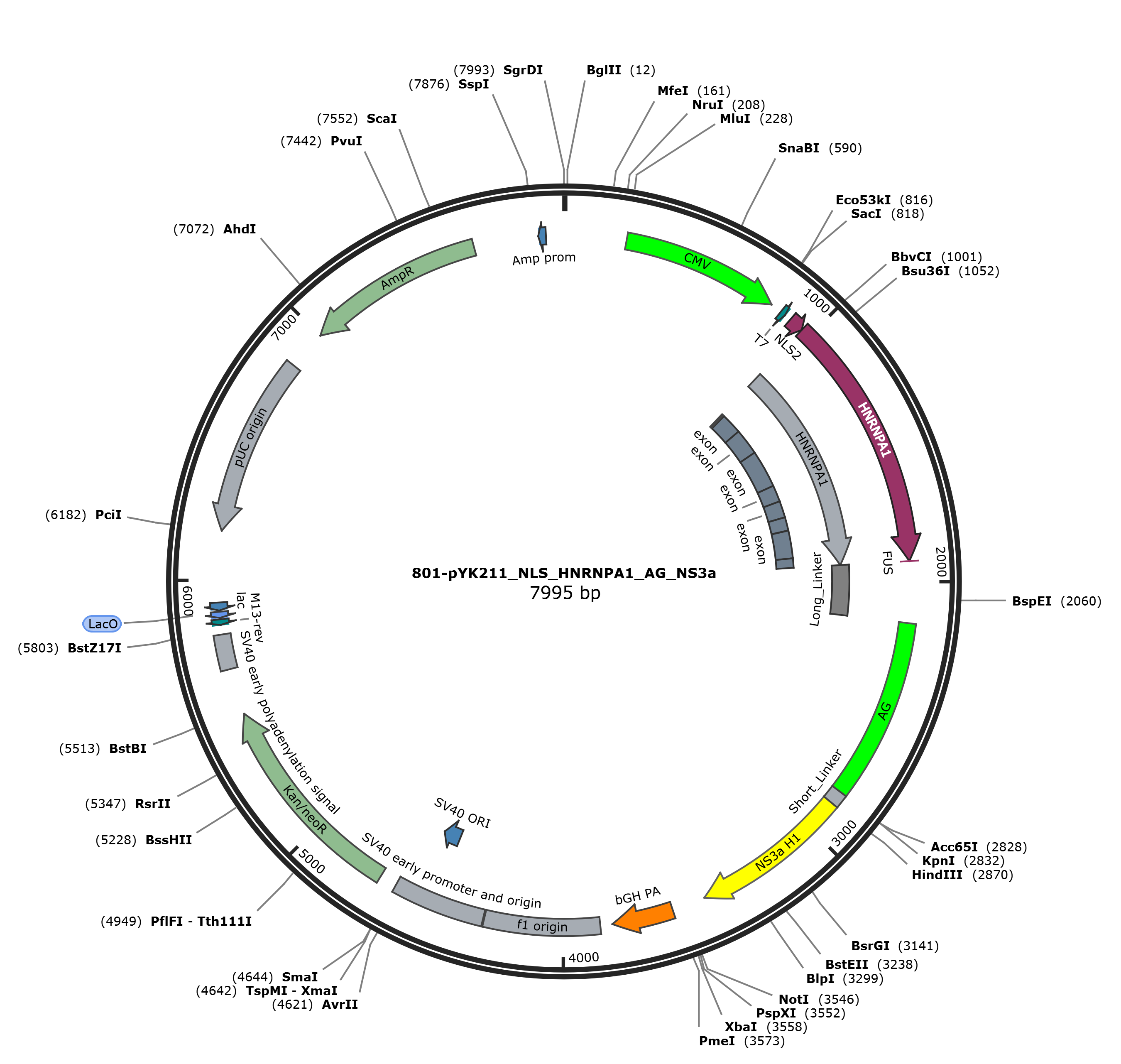 pYK211载体图谱