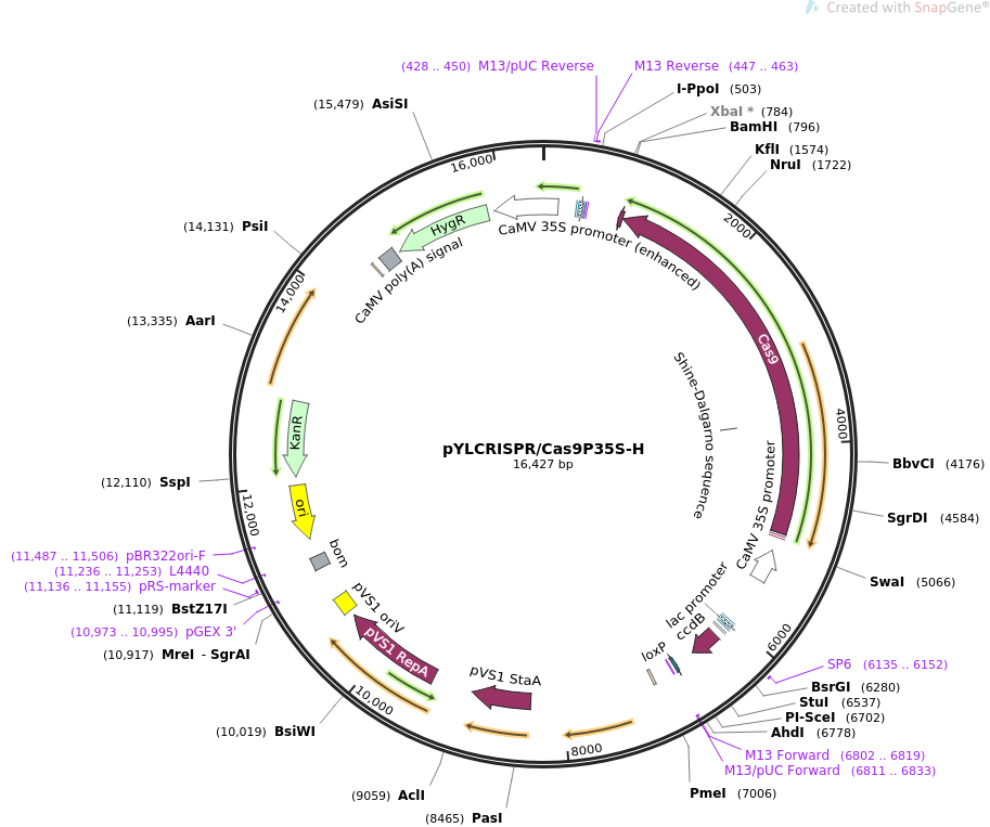 pYLCRISPRCas9P35S-H质粒图谱