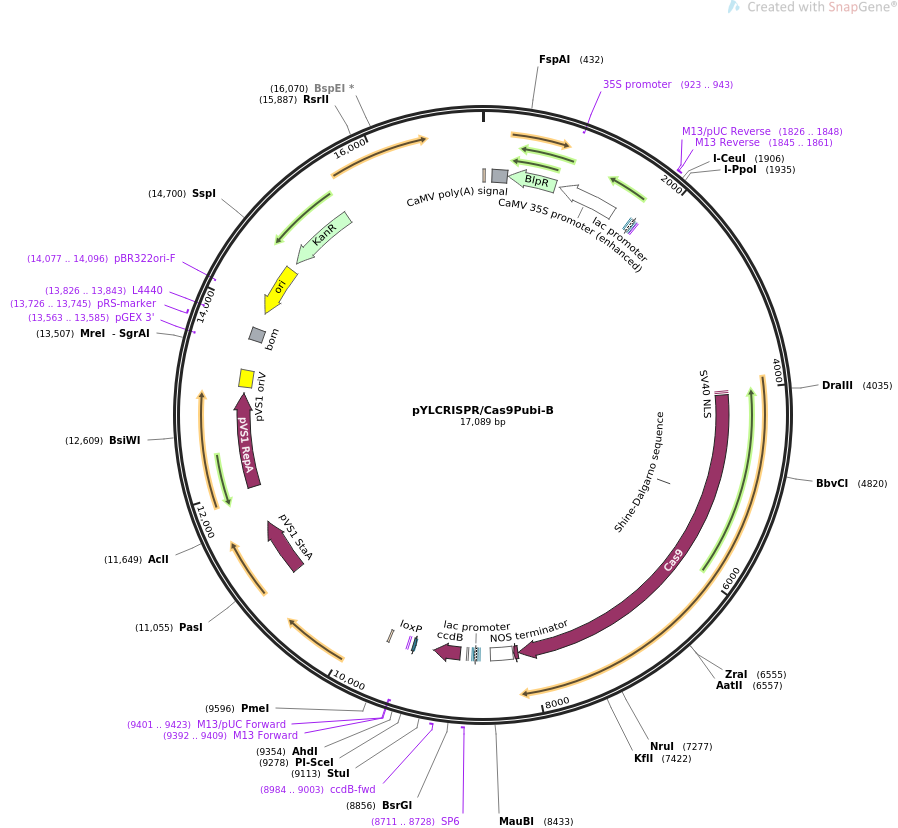 pYLCRISPRCas9Pubi-B质粒图谱