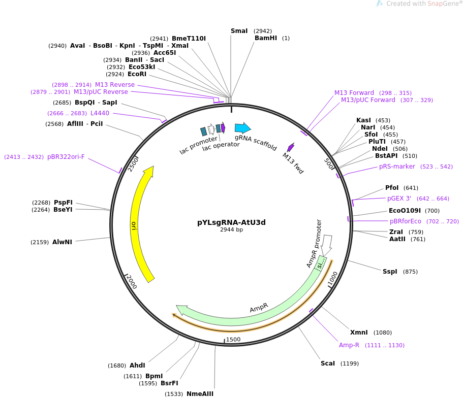 pYLsgRNA-AtU3d质粒图谱