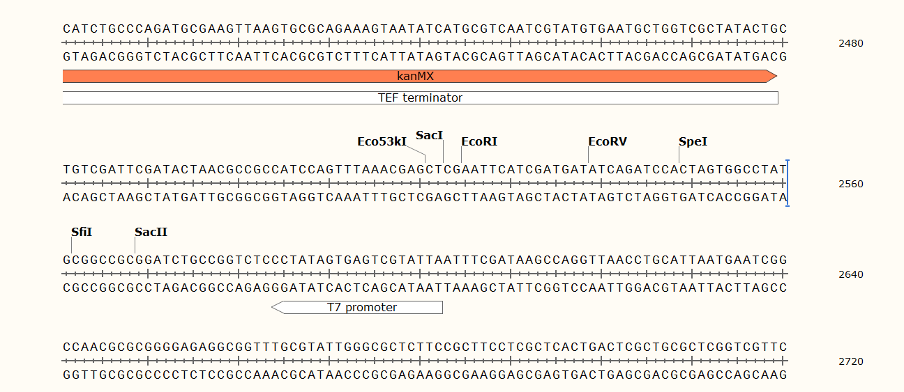 pYM30-ECFP载体图谱