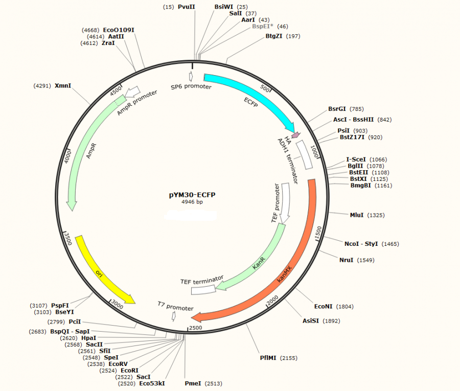 pYM30-ECFP载体图谱1