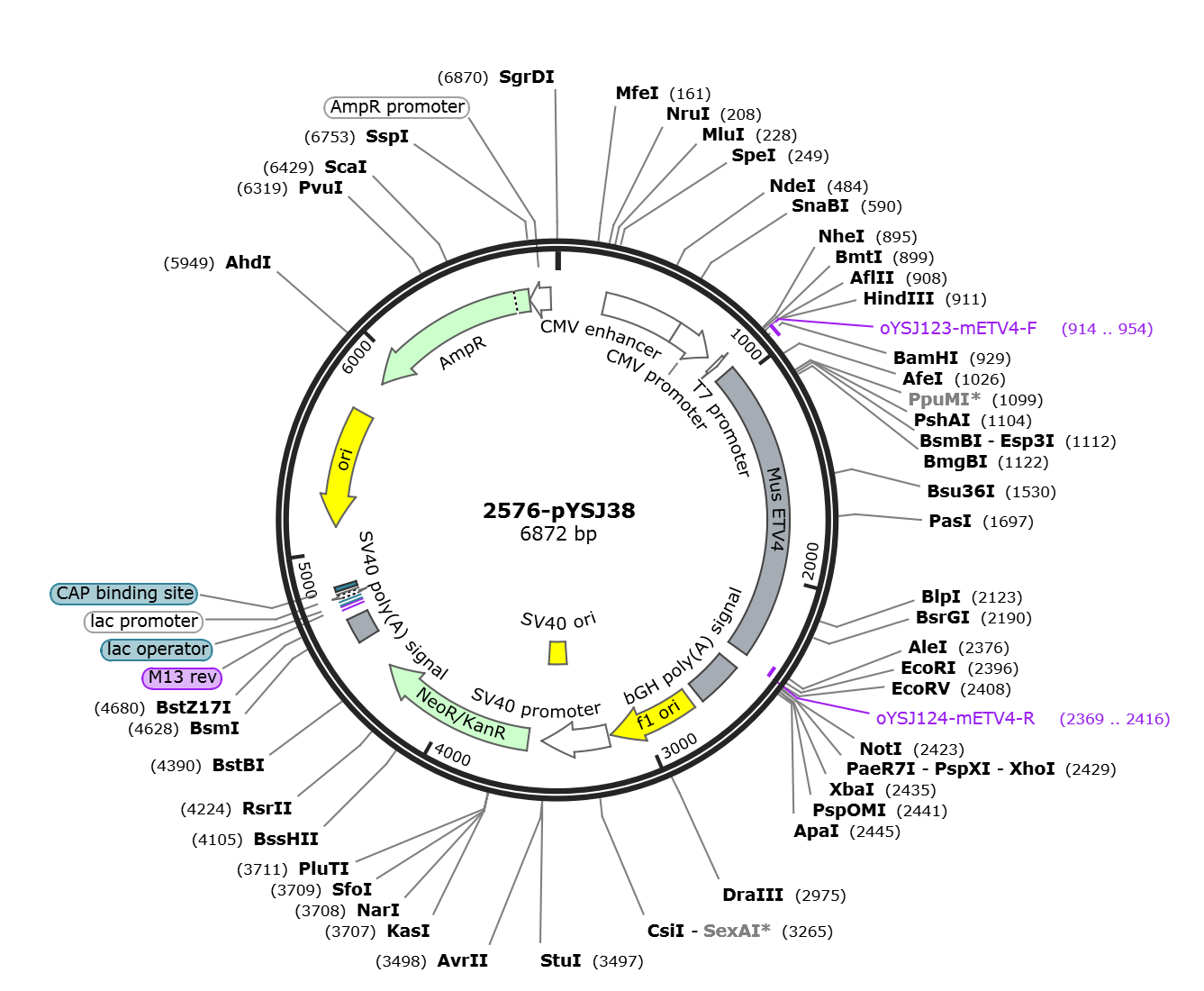 pYSJ38载体图谱