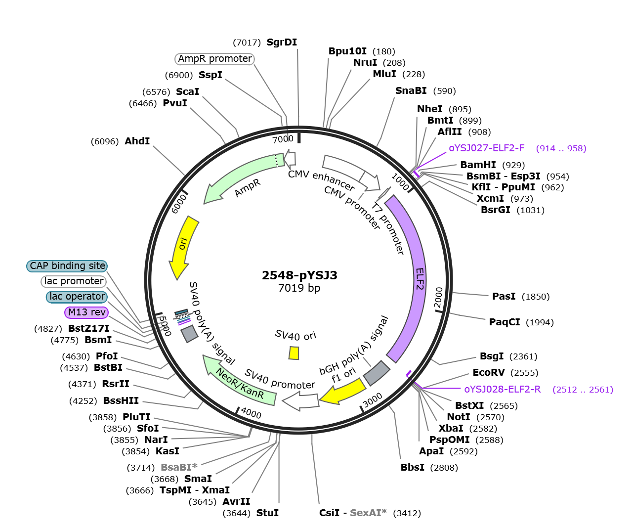 pYSJ3载体图谱