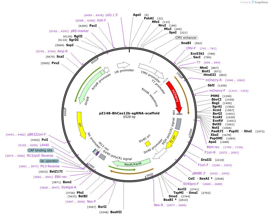 pZ148-BhCas12b-sgRNA-scaffold载体图谱