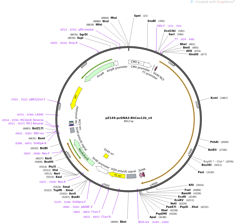 pZ149-pcDNA3-BhCas12b_v4载体图谱