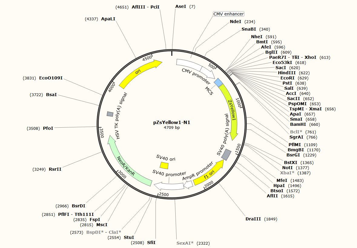 pZsYellow1-N1载体图谱