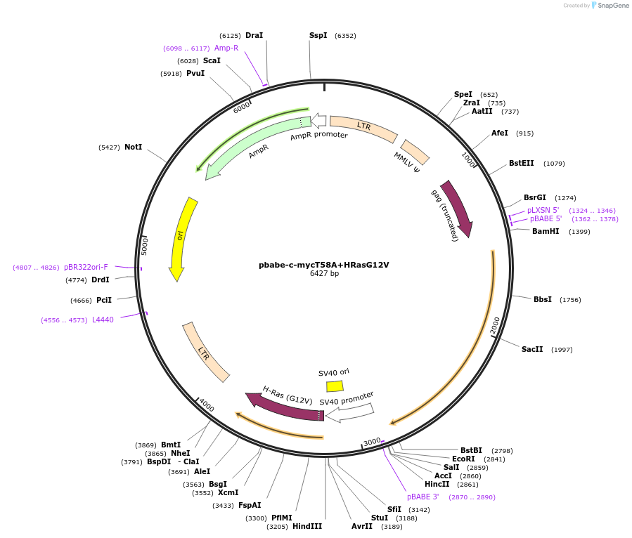 pbabe-c-mycT58A+HRasG12V载体图谱