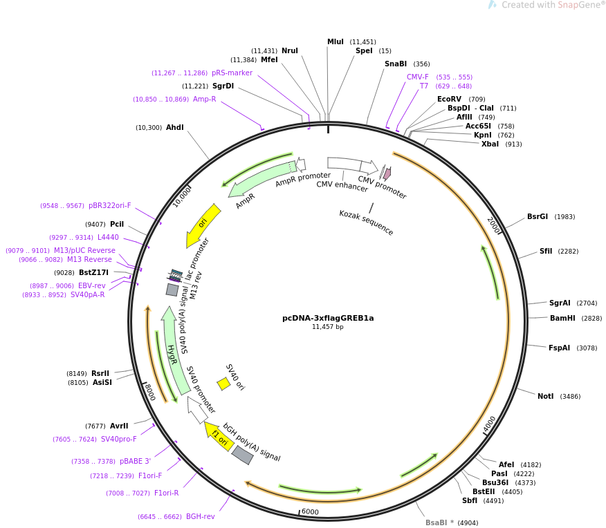 pcDNA-3xflagGREB1a载体图谱