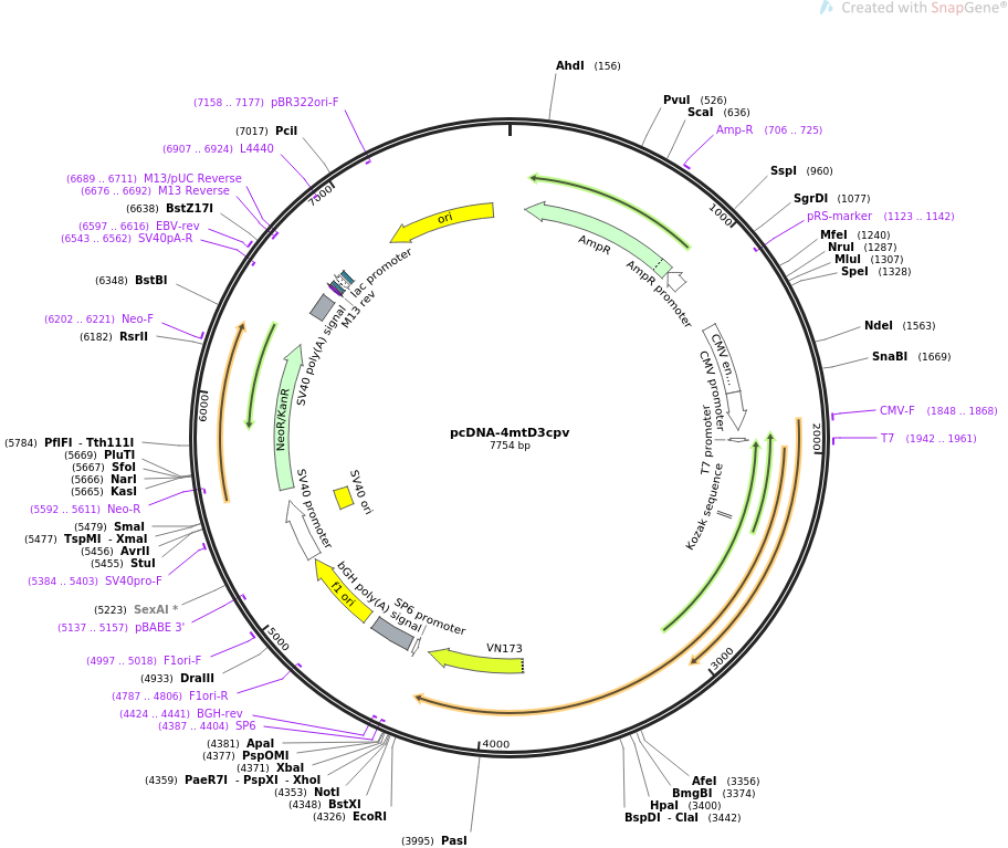 pcDNA-4mtD3cpv质粒图谱