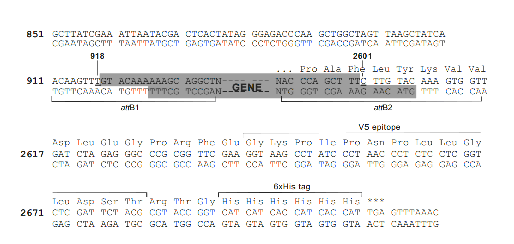 pcDNA-DEST40载体多克隆位点 点击看大图 pcDNA-DEST40多克隆位点