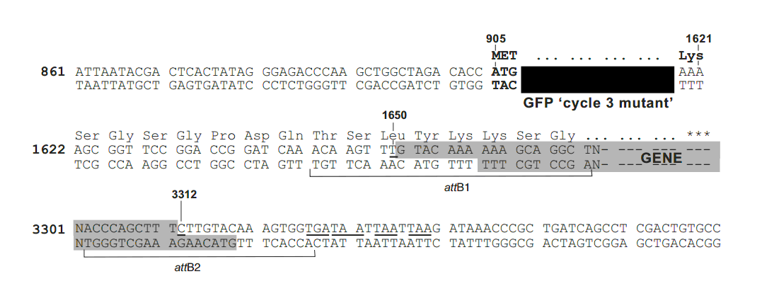 pcDNA-DEST53载体多克隆位点 点击看大图 pcDNA-DEST53多克隆位点