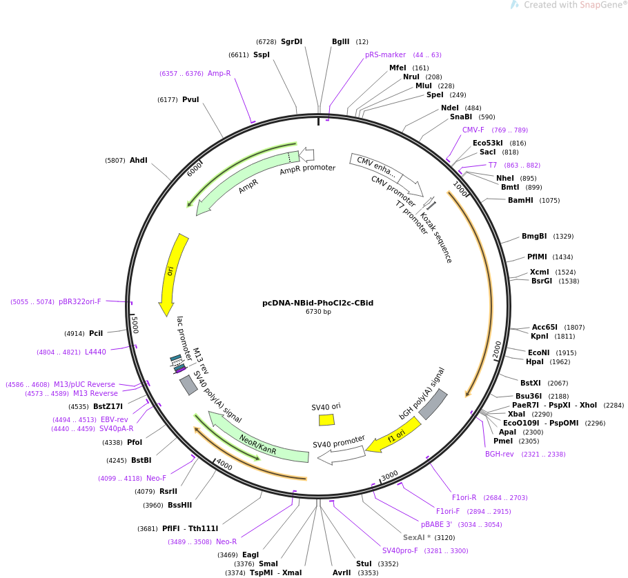 pcDNA-NBid-PhoCl2c-CBid质粒图谱