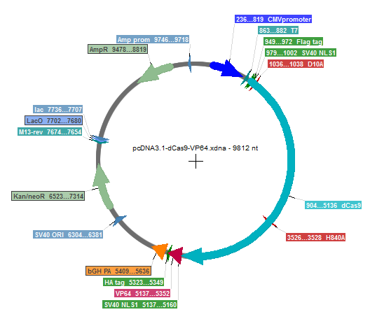 pcDNA-dCas9-VP64载体图谱