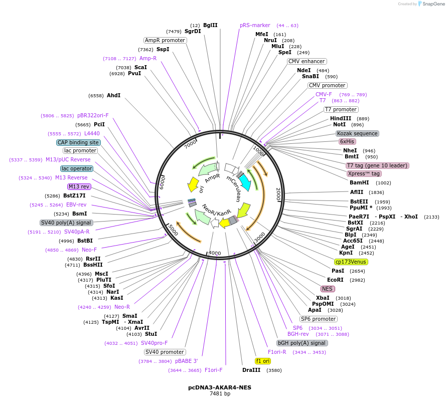pcDNA3-AKAR4-NES载体图谱