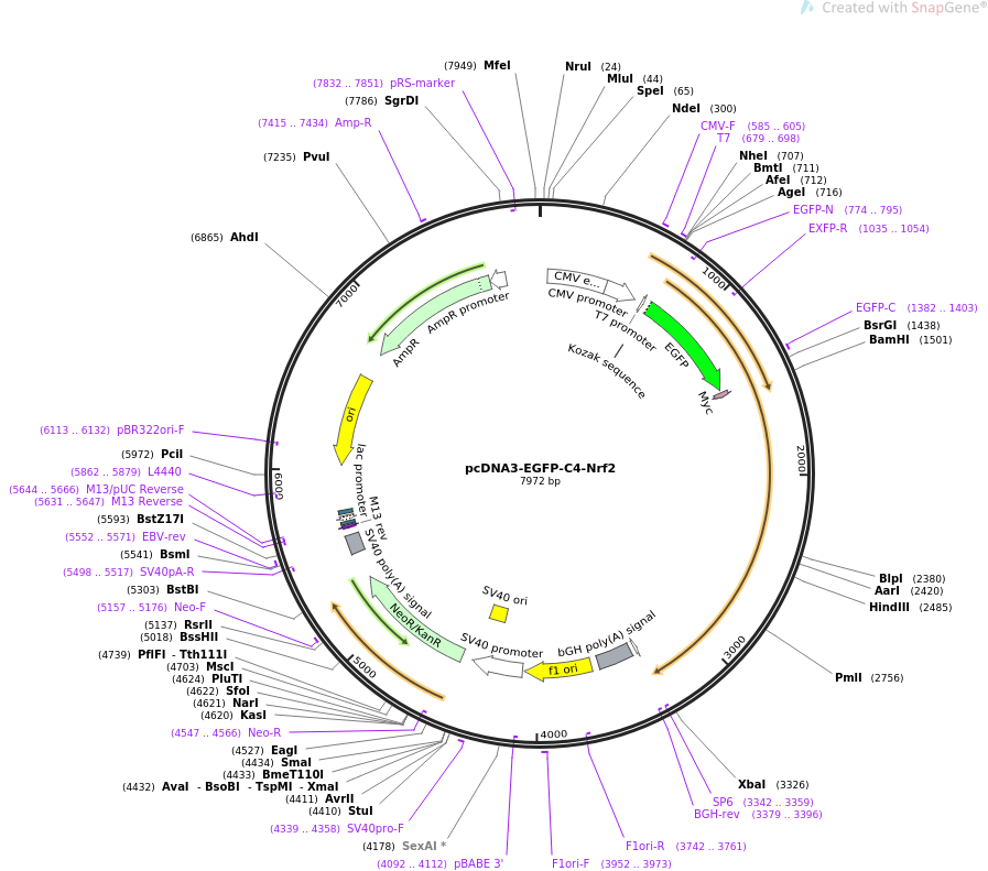 pcDNA3-EGFP-C4-Nrf2质粒图谱