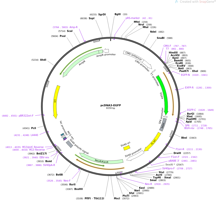pcDNA3-EGFP质粒图谱