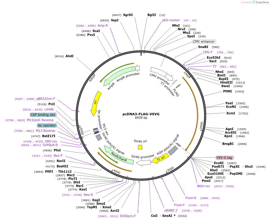 pcDNA3-FLAG-VSVG载体图谱