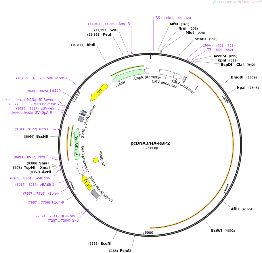 pcDNA3-HA-RBP2质粒图谱