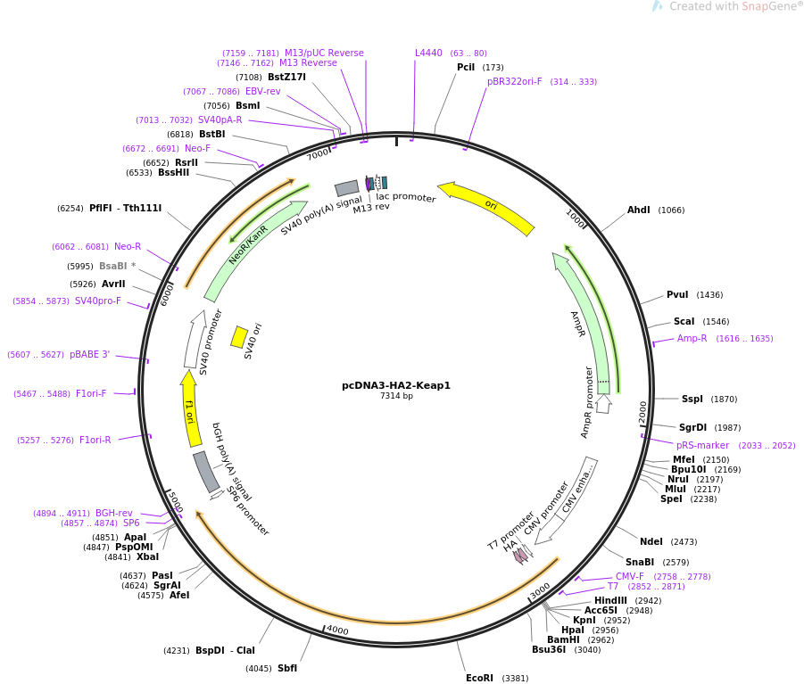 pcDNA3-HA2-Keap1质粒图谱