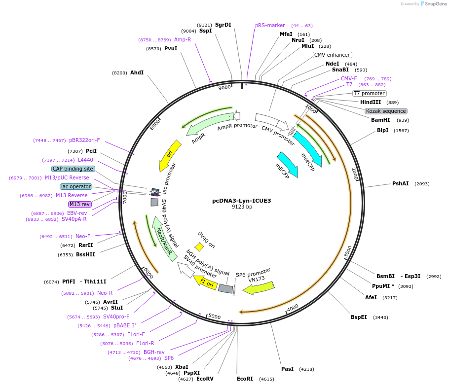 pcDNA3-Lyn-ICUE3载体图谱