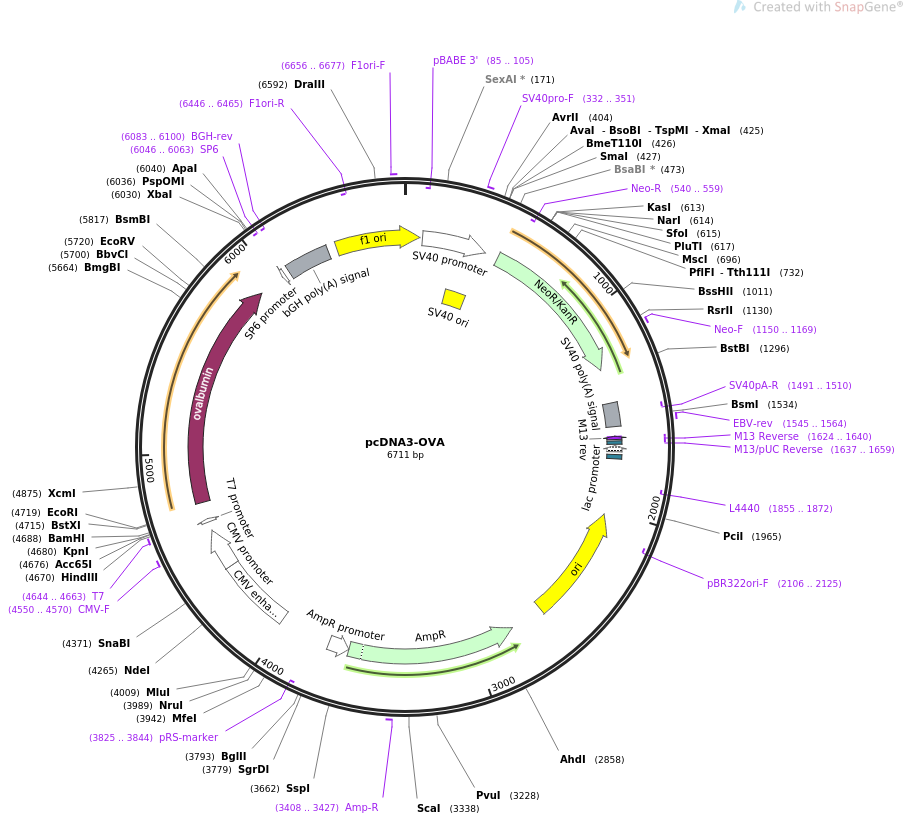 pcDNA3-OVA质粒图谱