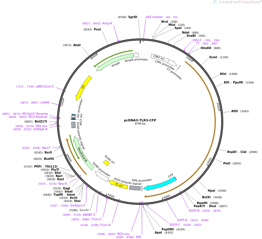 pcDNA3-TLR3-CFP质粒图谱