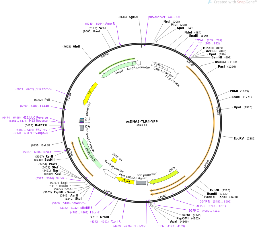 pcDNA3-TLR4-YFP质粒图谱