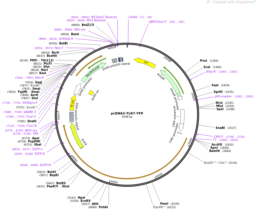 pcDNA3-TLR7-YFP质粒图谱