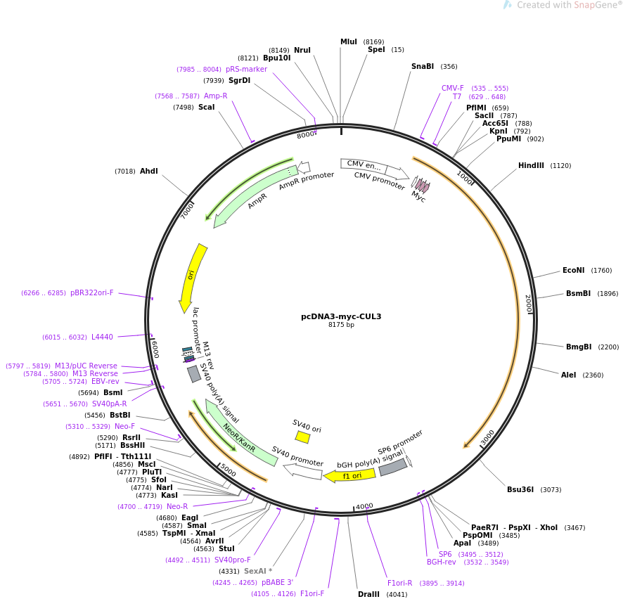 pcDNA3-myc-CUL3载体图谱