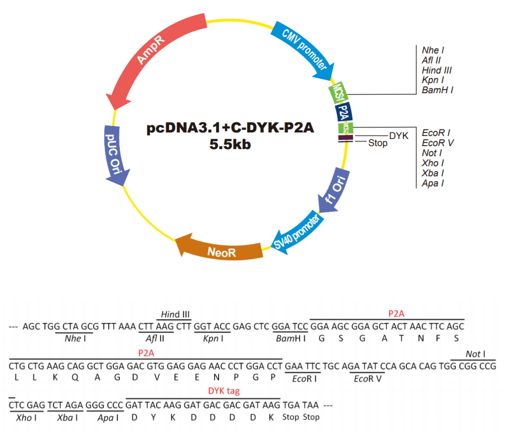 pcDNA3.1+C-DYK-P2A载体图谱