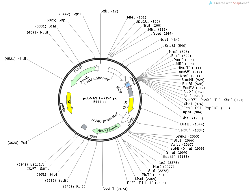 pcDNA3.1+C-myc载体图谱