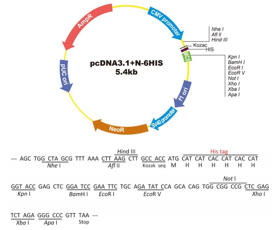 pcDNA3.1+N-6HIS载体图谱