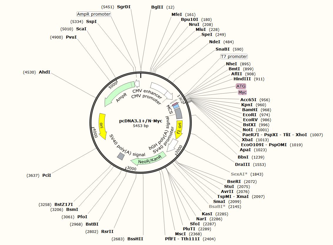 pcDNA3.1+N-MYC载体图谱