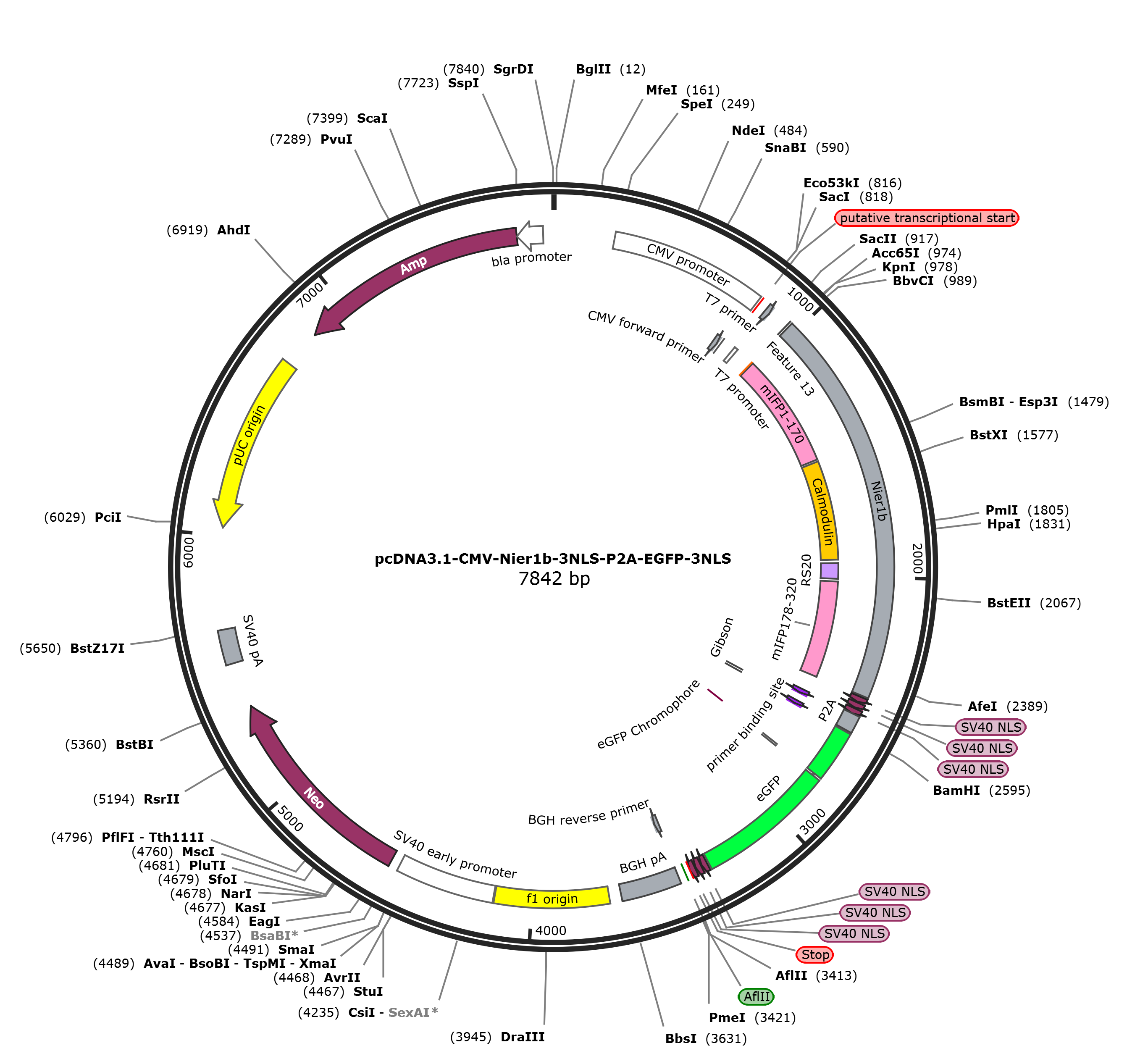 pcDNA3.1-CMV-Nier1b-3NLS-P2A-EGFP-3NLS载体图谱