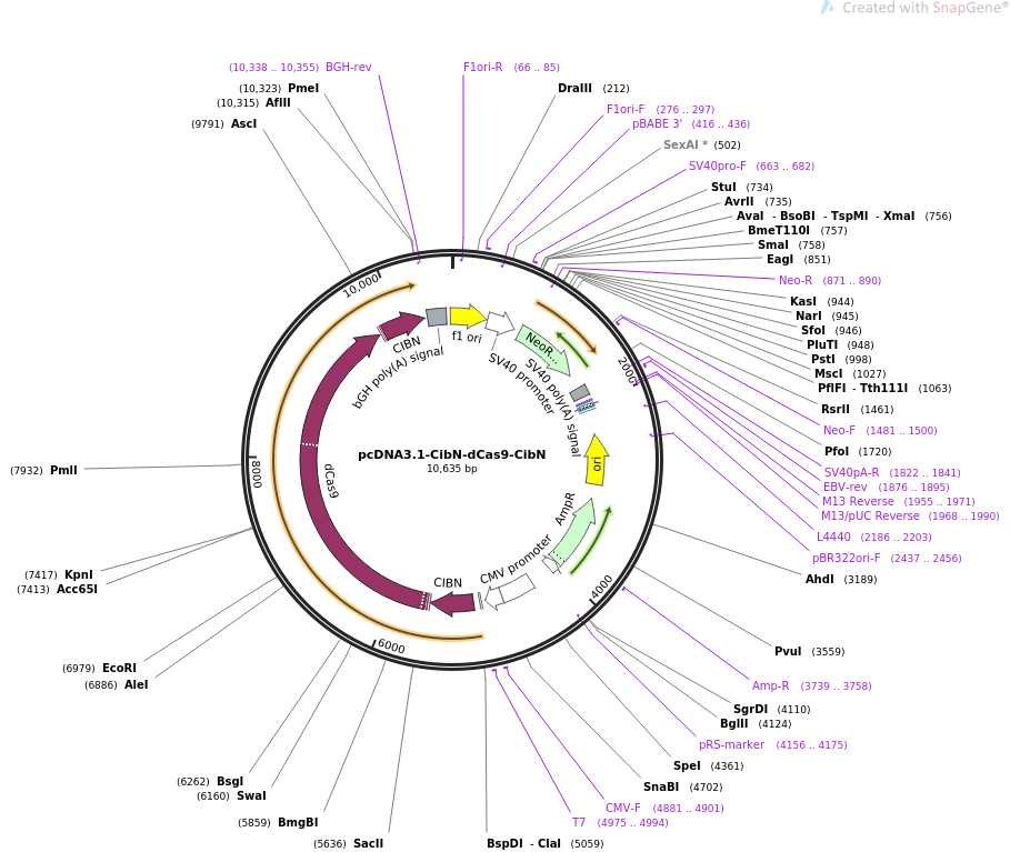 pcDNA3.1-CibN-dCas9-CibN质粒图谱