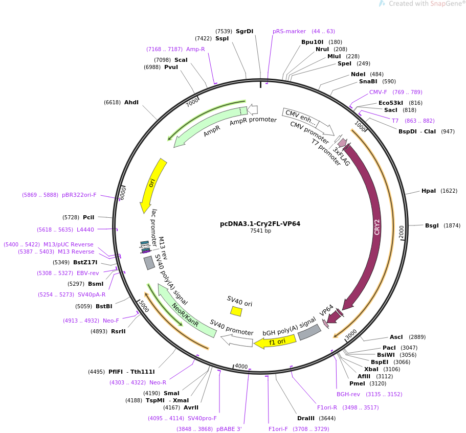 pcDNA3.1-Cry2FL-VP64质粒图谱