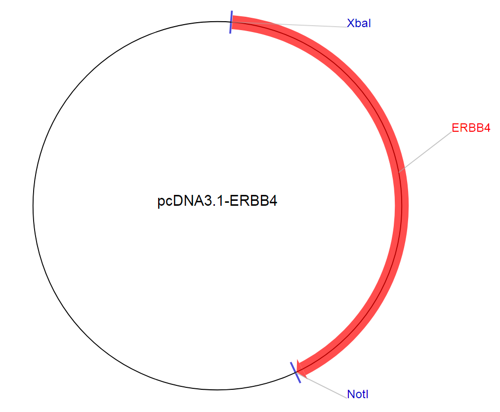 pcDNA3.1-ERBB4质粒图谱