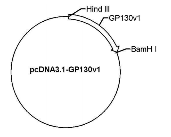pcDNA3.1-GP130v1载体图谱