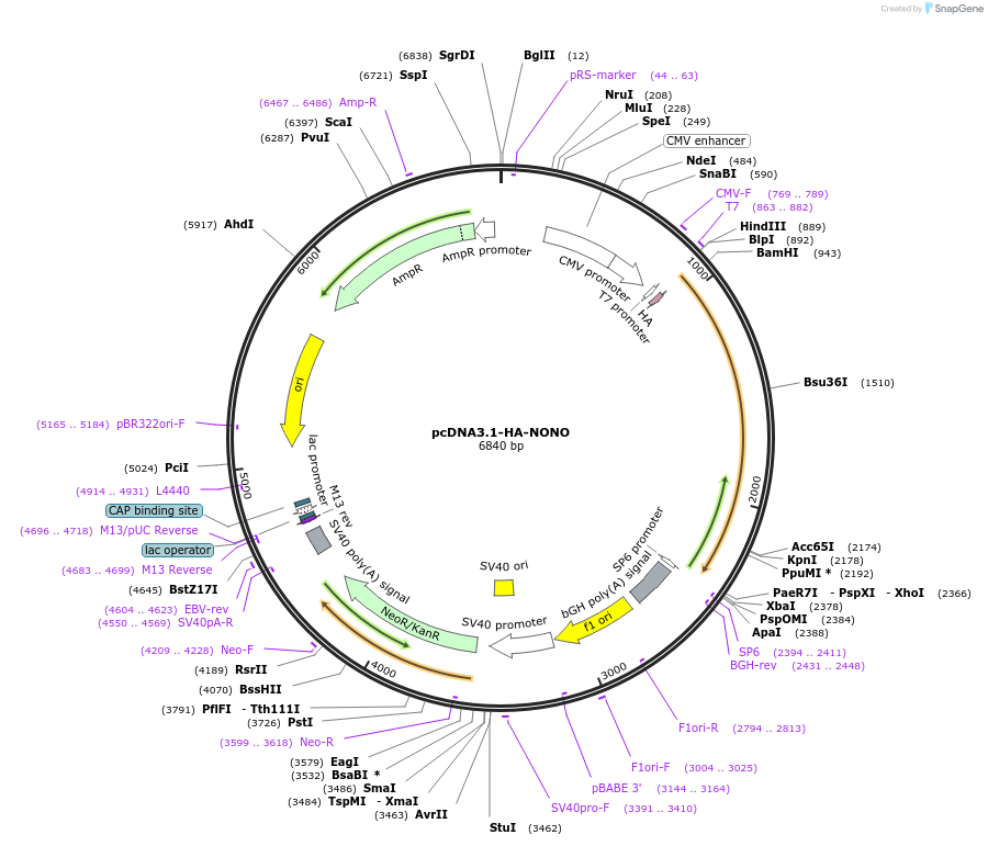 pcDNA3.1-HA-NONO载体图谱